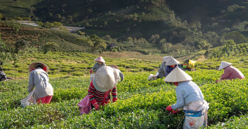 Harvesters - People Harvesting