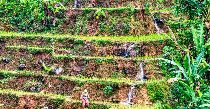 Vertical Farming - Green Grass and Green Plants