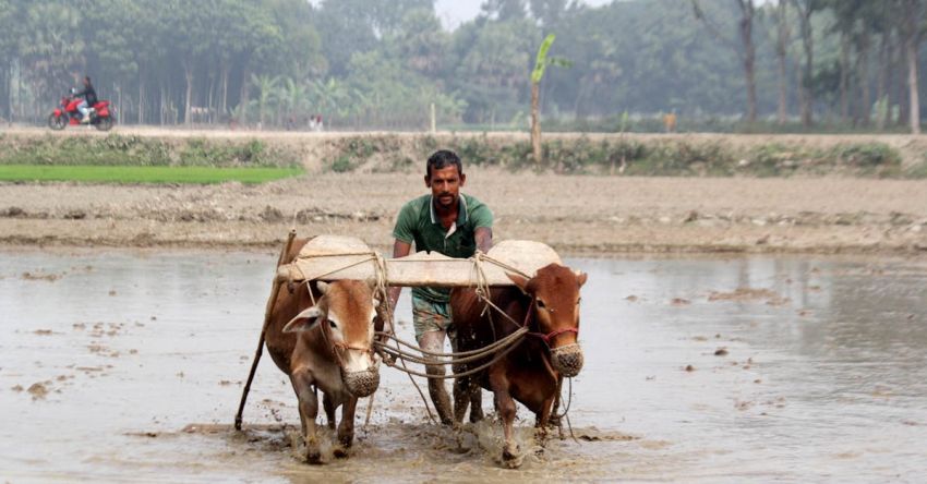 No-Till Plowing - Farmer Tilling a Field with Cows