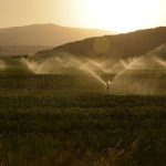 Irrigation - Sprinkling of Grass Land during Dawn