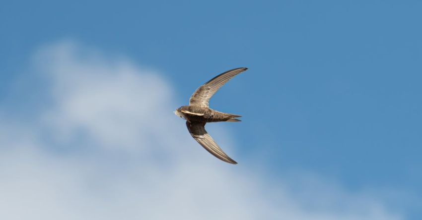 Air Seeders - common-swift-bird-flying