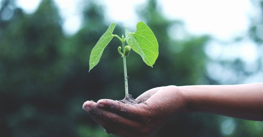 Planting - Person Holding A Green Plant