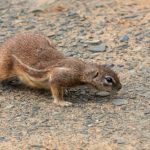 Soil Amendments - A small ground squirrel is walking on the ground