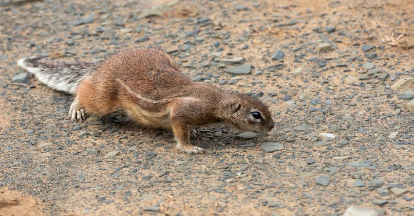 Soil Amendments - A small ground squirrel is walking on the ground