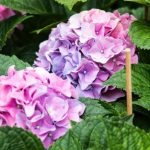 Soil PH - Lavender Hydrangea in Bloom