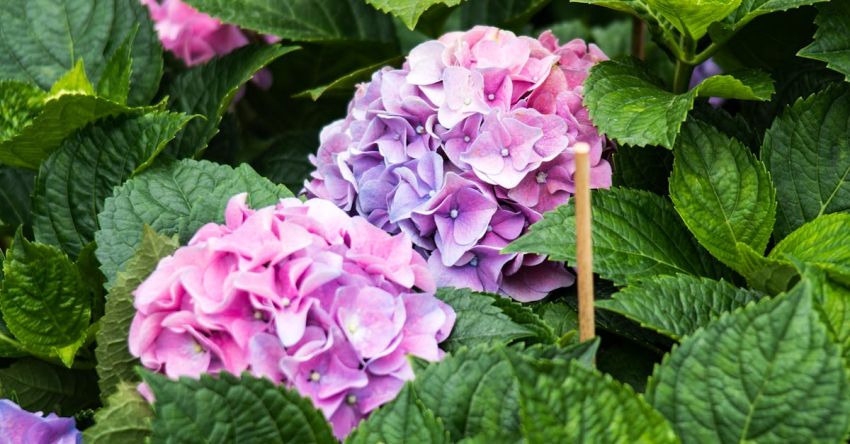 Soil PH - Lavender Hydrangea in Bloom