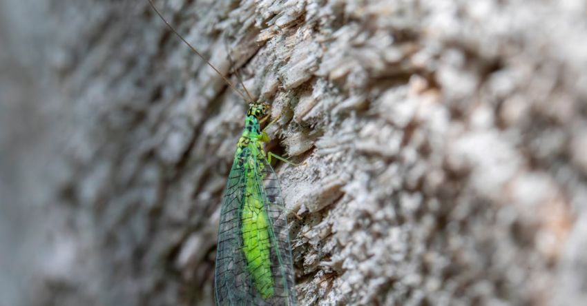 Biological Pest Control - Free stock photo of aphid control, beneficial insects, biodiversity