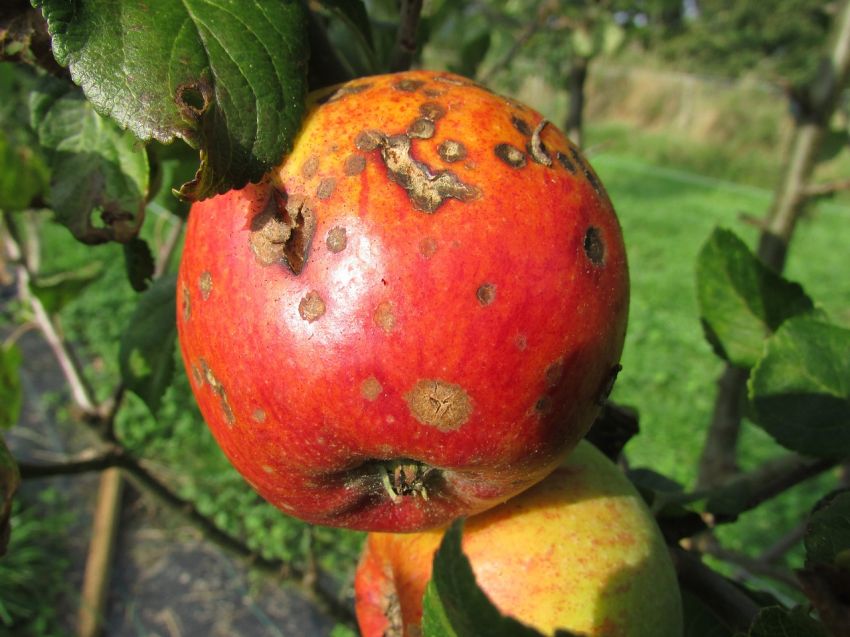 Fungicides - apple, scab, blight